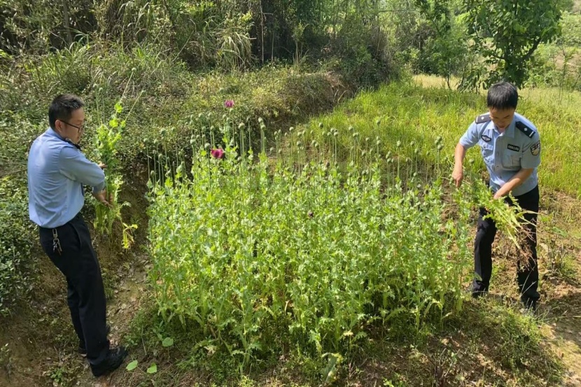 当场铲除723株！看到它请报警→