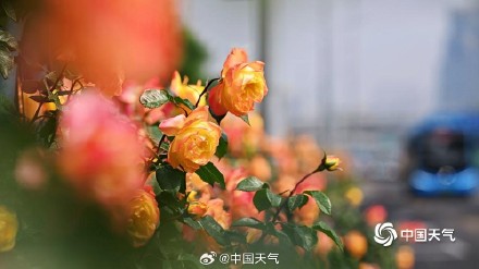 一路花开 北京街头绿化带月季花开正盛