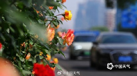 一路花开 北京街头绿化带月季花开正盛