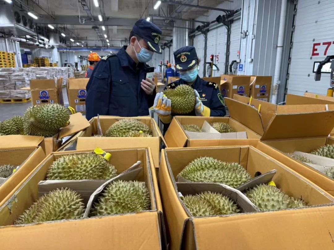 1600吨新鲜榴莲已在广州，正运往各地水果批发市场和超市