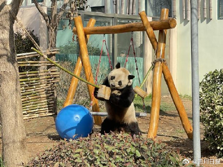就在明天！大熊猫缘小和贝贝返回成都