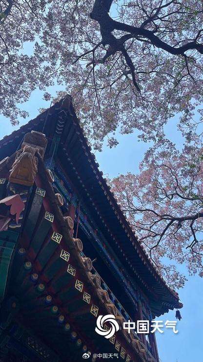北京北海公园苦楝花开 北京北海公园苦楝花开