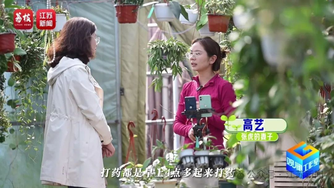 2片叶子竟价值过万!90后花农专门研究植物界潮玩 2片叶子竟价值过万!90后花农专门研究植物界潮玩