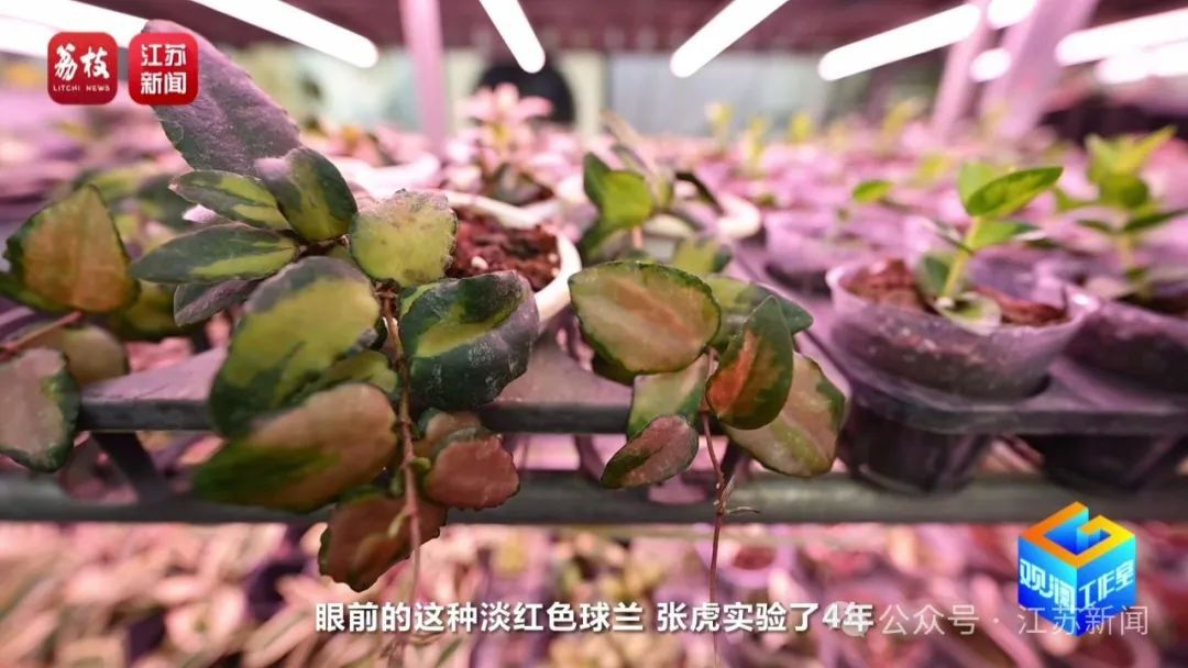 2片叶子竟价值过万!90后花农专门研究植物界潮玩 2片叶子竟价值过万!90后花农专门研究植物界潮玩