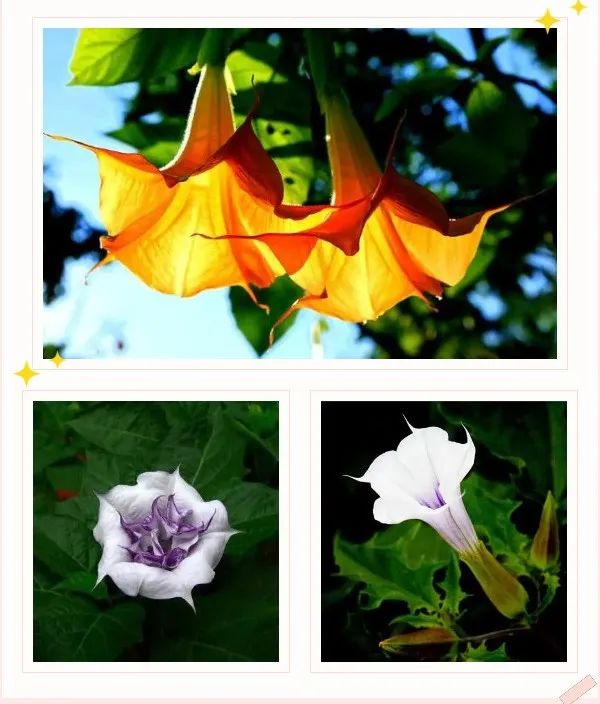 60岁老汉自制药酒,竟然和杨过中了一样的毒 60岁老汉自制药酒,竟然和杨过中了一样的毒