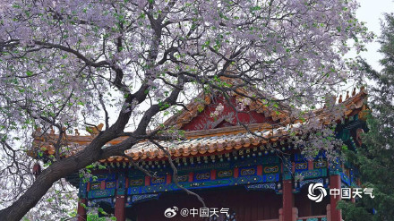 北京北海公园苦楝花开 北京北海公园苦楝花开