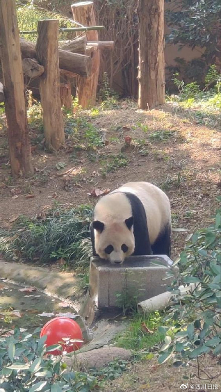 就在明天！大熊猫缘小和贝贝返回成都