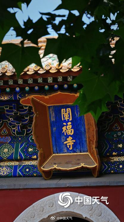 北京北海公园苦楝花开 北京北海公园苦楝花开