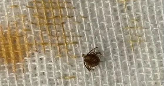 进入高发期！浙江男子出游回来高烧不退，感染病毒！元凶又是它……