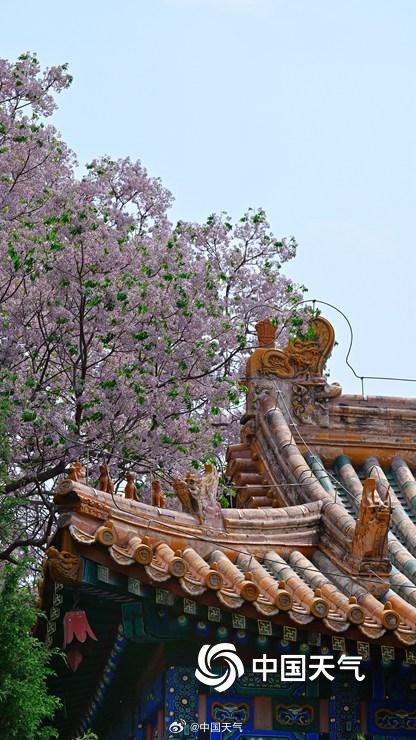 北京北海公园苦楝花开 北京北海公园苦楝花开