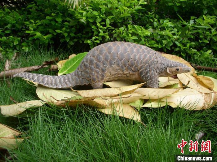 鼎湖山自然保护区：守护中华穿山甲 绘制全球生物地图