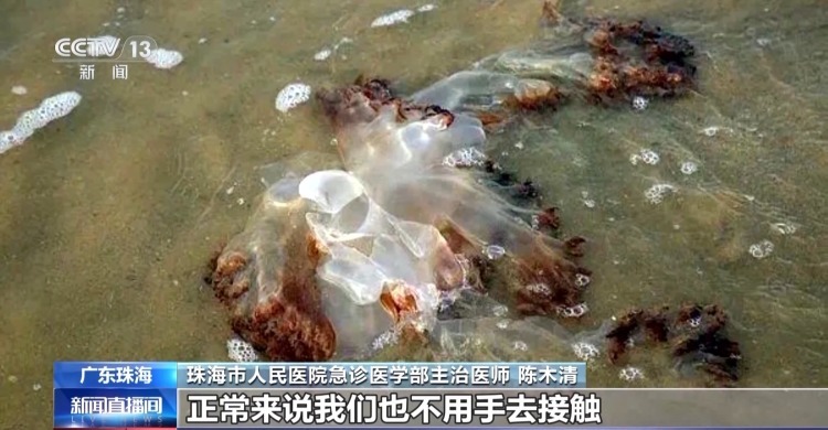 海边遇到水母别碰有毒！医生：被蜇伤要用海水冲洗
