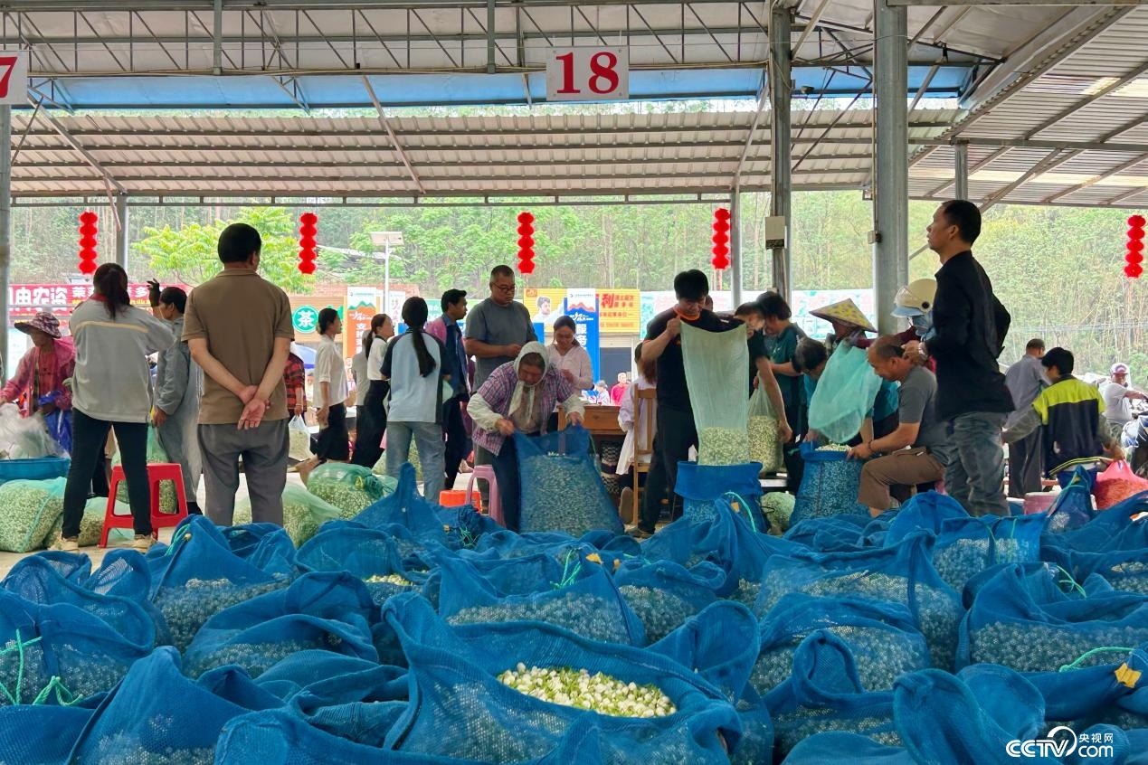 广西横州：茉莉飘香筑起百亿级全产业链生态圈