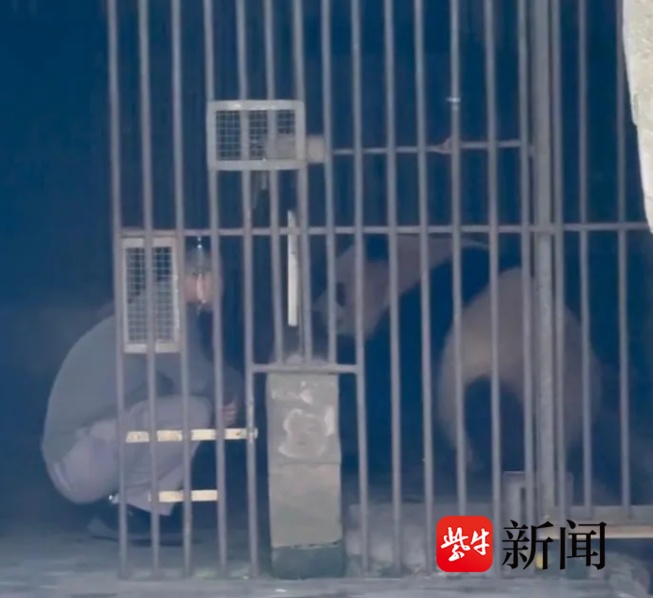 重庆动物园熊猫“双双”遭游客投掷玻璃瓶？今年1月有类似事件发生