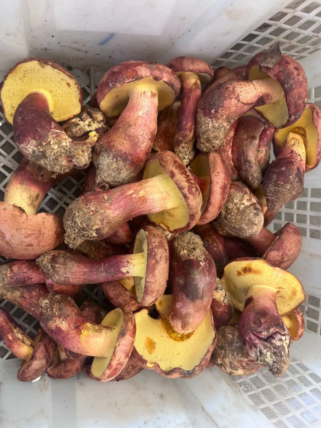 2600元/公斤 头水干巴菌提前亮相昆明市场