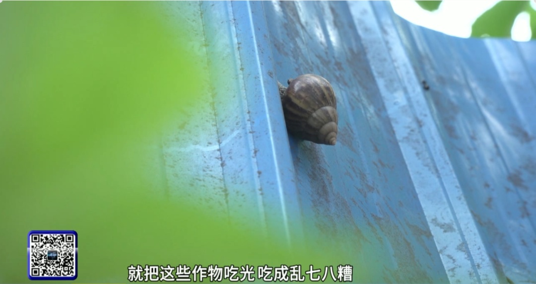 雨后街头大量出现！提醒：不能碰不能吃