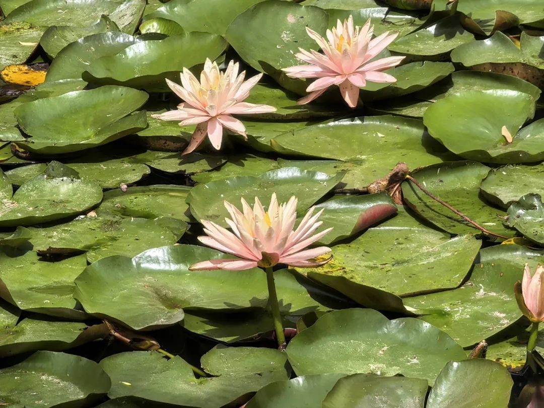 醒了!醒了!在合肥拍下 醒了!醒了!在合肥拍下