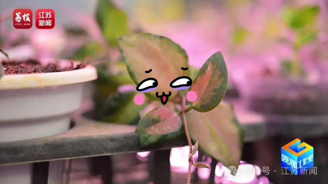 2片叶子竟价值过万!90后花农专门研究植物界潮玩 2片叶子竟价值过万!90后花农专门研究植物界潮玩