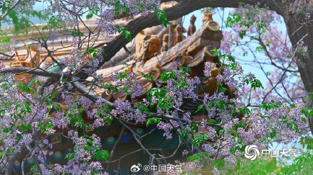 北京北海公园苦楝花开 北京北海公园苦楝花开