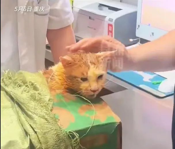 小猫掉进露天火锅病情恶化离世，涉事店铺店主做法获点赞