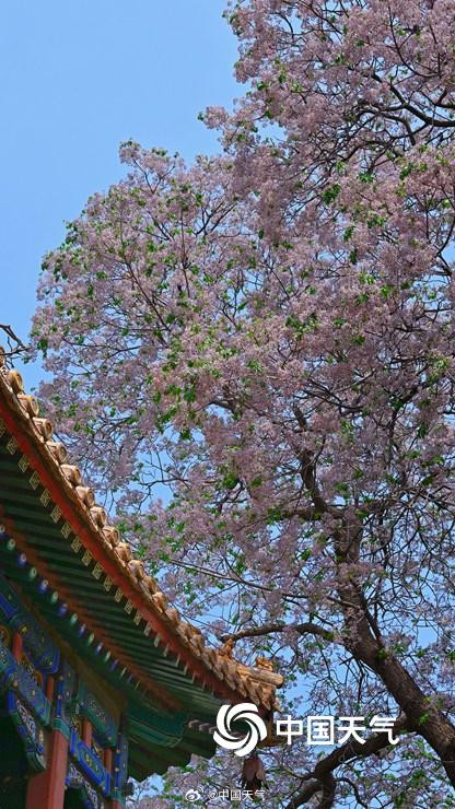 北京北海公园苦楝花开 北京北海公园苦楝花开