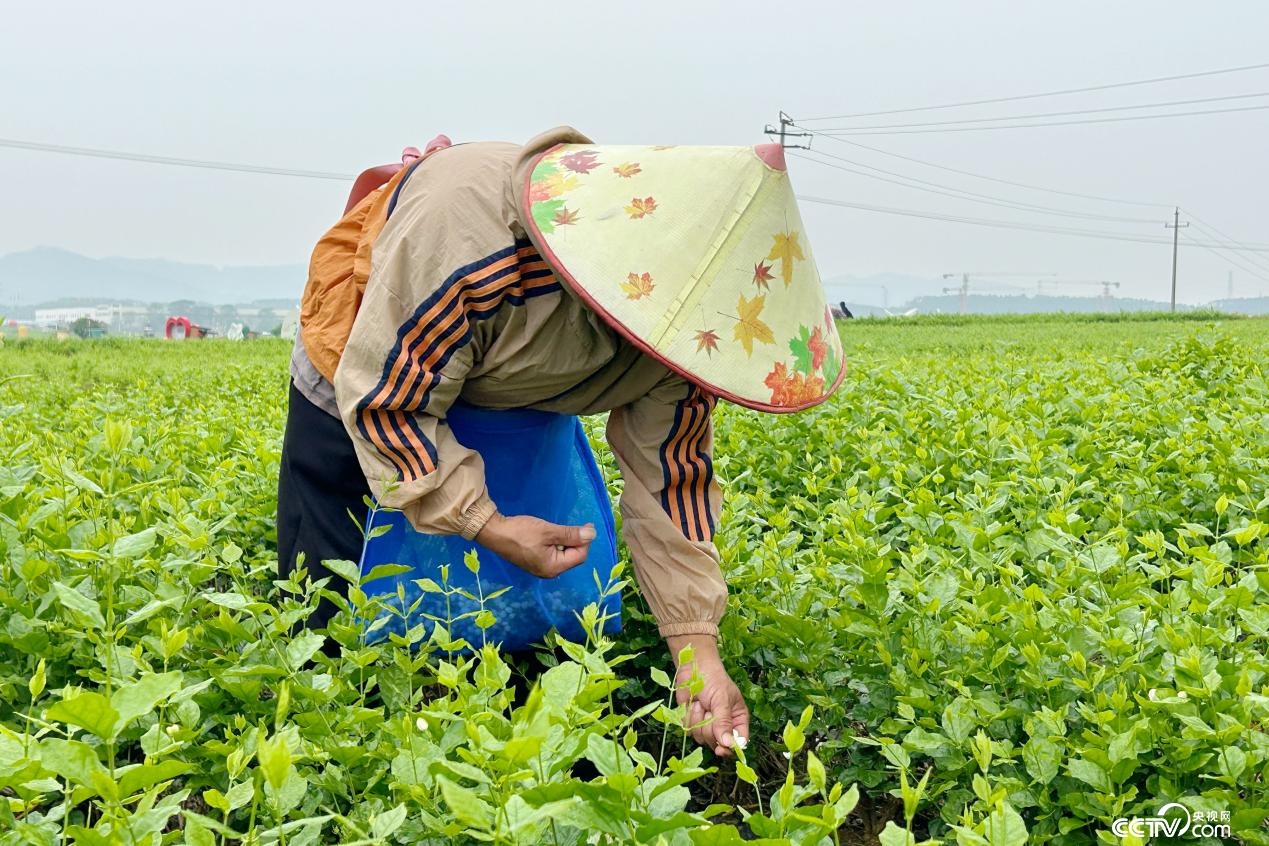 广西横州：茉莉飘香筑起百亿级全产业链生态圈