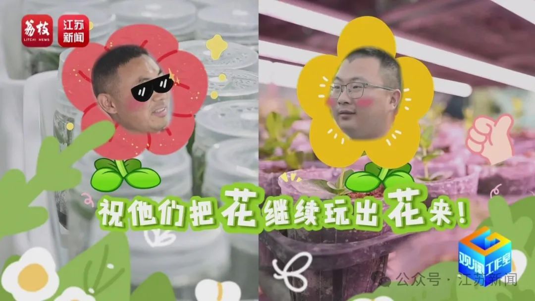 2片叶子竟价值过万!90后花农专门研究植物界潮玩 2片叶子竟价值过万!90后花农专门研究植物界潮玩