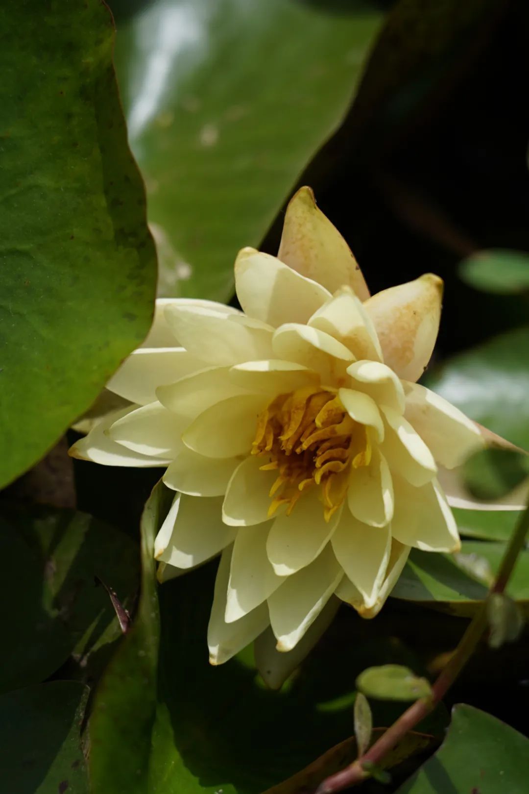 醒了!醒了!在合肥拍下 醒了!醒了!在合肥拍下