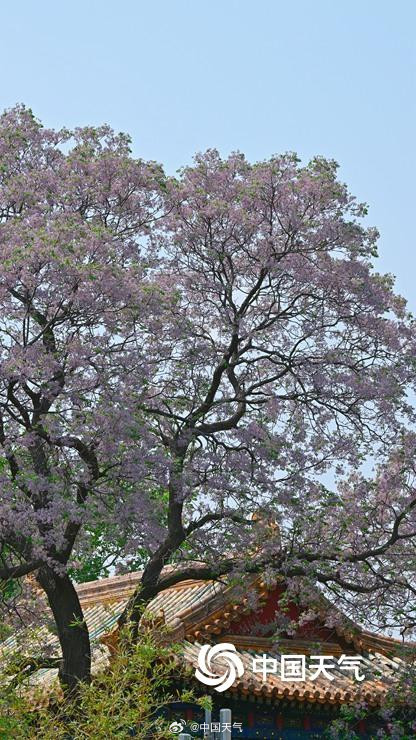 北京北海公园苦楝花开 北京北海公园苦楝花开