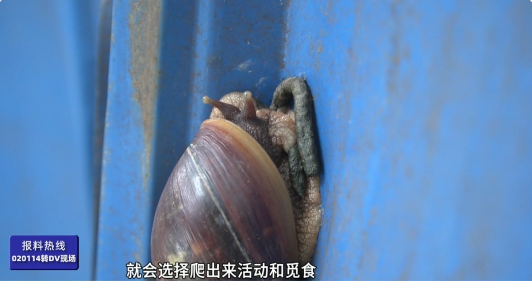 雨后街头大量出现！提醒：不能碰不能吃