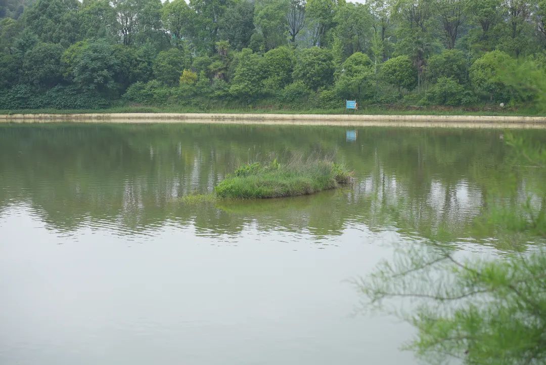 体长一米，牙齿锋利！外来“怪鱼”现身长沙，或将威胁水域生物？专家回应