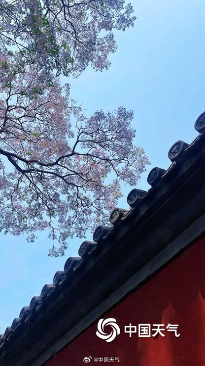 北京北海公园苦楝花开 北京北海公园苦楝花开