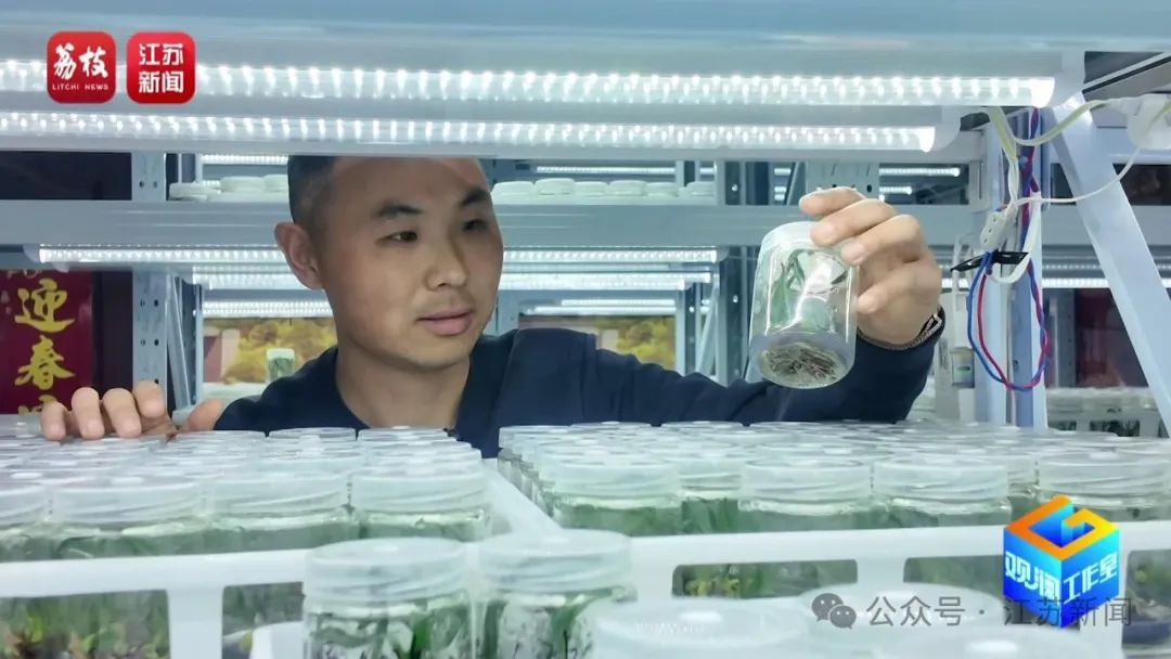 2片叶子竟价值过万!90后花农专门研究植物界潮玩 2片叶子竟价值过万!90后花农专门研究植物界潮玩