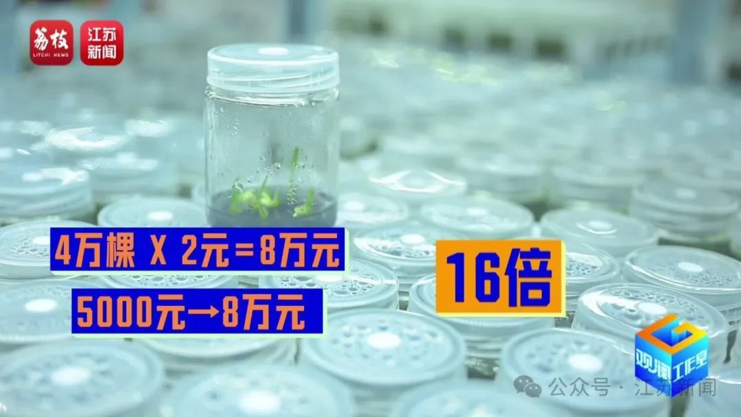 2片叶子竟价值过万!90后花农专门研究植物界潮玩 2片叶子竟价值过万!90后花农专门研究植物界潮玩