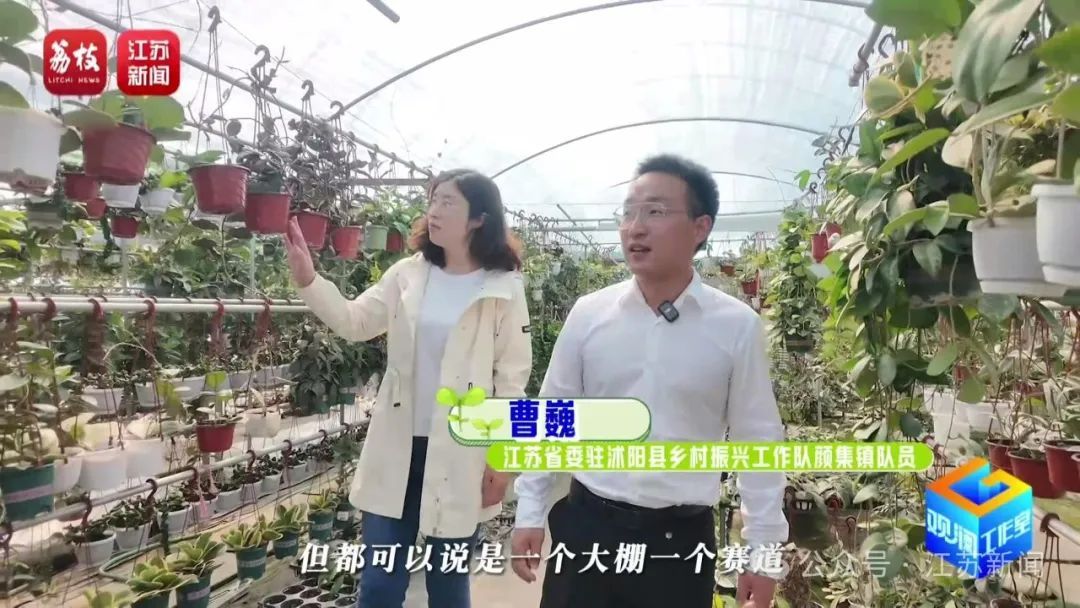 2片叶子竟价值过万!90后花农专门研究植物界潮玩 2片叶子竟价值过万!90后花农专门研究植物界潮玩