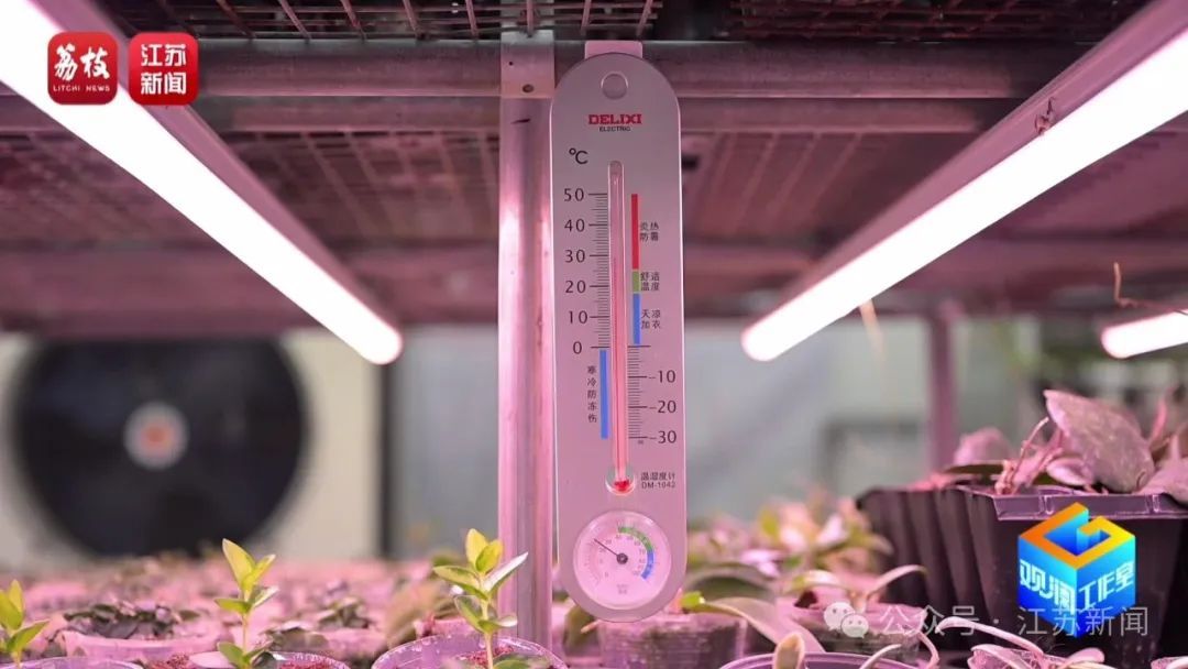 2片叶子竟价值过万!90后花农专门研究植物界潮玩 2片叶子竟价值过万!90后花农专门研究植物界潮玩