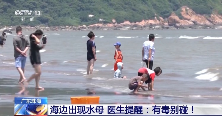 海边遇到水母别碰有毒！医生：被蜇伤要用海水冲洗