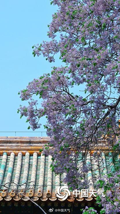 北京北海公园苦楝花开 北京北海公园苦楝花开