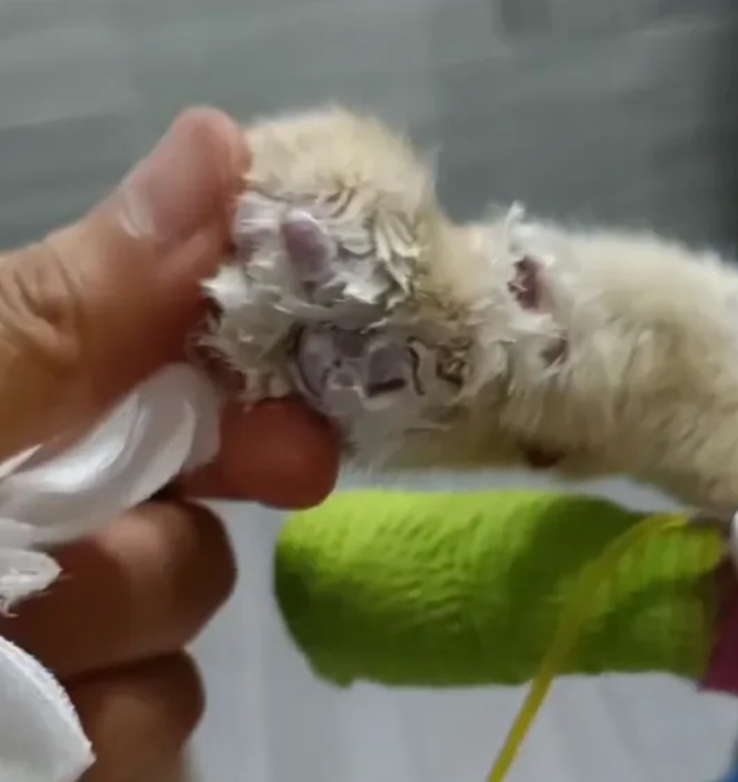 小猫掉进露天火锅病情恶化离世，涉事店铺店主做法获点赞