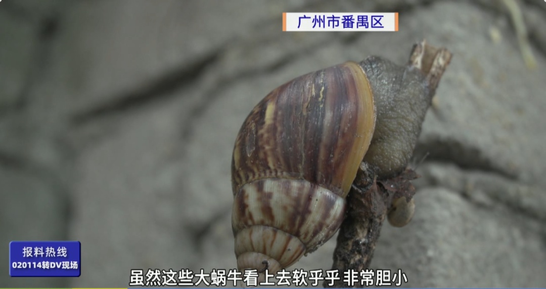 雨后街头大量出现！提醒：不能碰不能吃