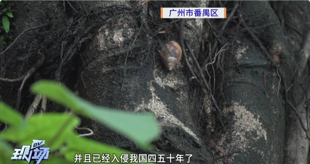 雨后街头大量出现！提醒：不能碰不能吃