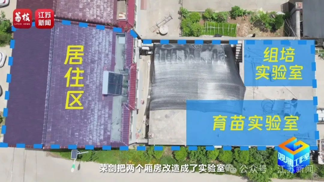 2片叶子竟价值过万!90后花农专门研究植物界潮玩 2片叶子竟价值过万!90后花农专门研究植物界潮玩