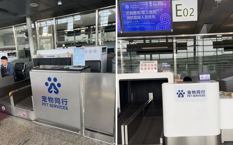 最贵近2000元！带“毛孩子”坐飞机不便宜，你愿意买单吗？