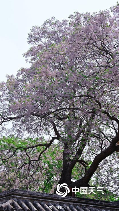 北京北海公园苦楝花开 北京北海公园苦楝花开