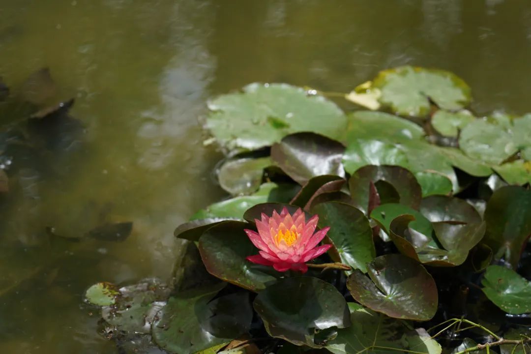 醒了!醒了!在合肥拍下 醒了!醒了!在合肥拍下