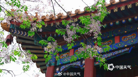 北京北海公园苦楝花开 北京北海公园苦楝花开