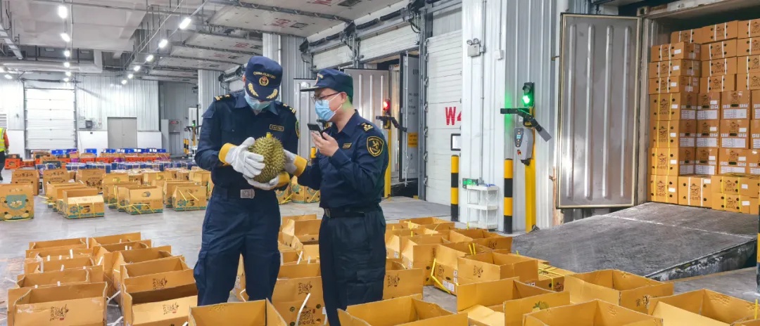 1600吨榴莲到了！预计本月中下旬降价