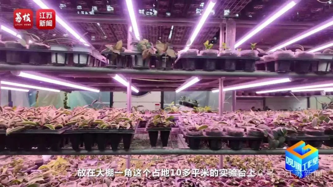 2片叶子竟价值过万!90后花农专门研究植物界潮玩 2片叶子竟价值过万!90后花农专门研究植物界潮玩