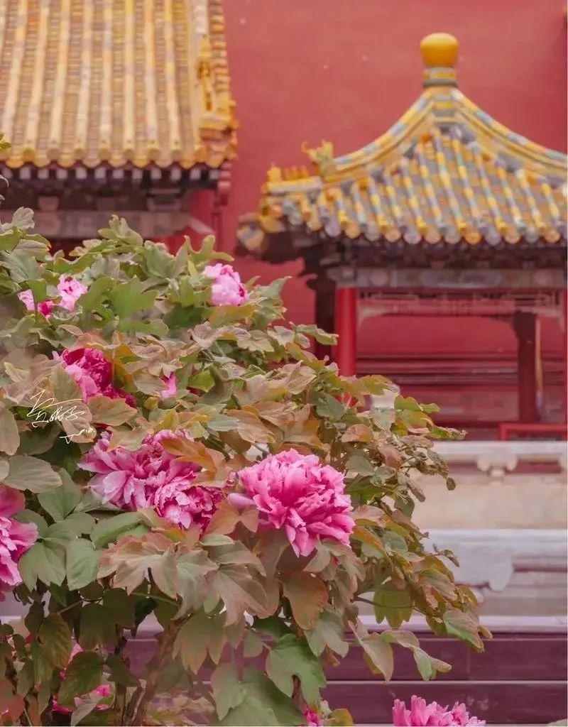 故宫里的牡丹去哪儿了？探寻清代皇家赏花地图