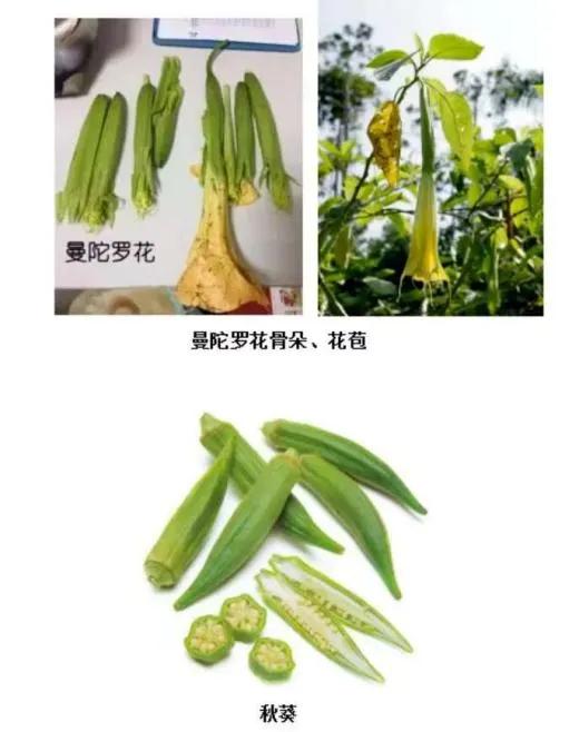 60岁老汉自制药酒，竟然中了杨过中的情花毒